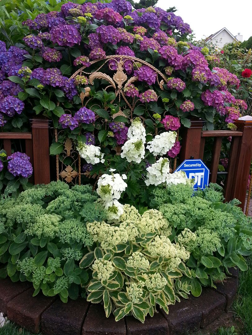  photo 20140702_072709-1_zps3lfefmpx.jpg